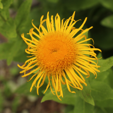 Orientalischer Alant, Inula...