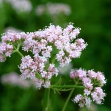 Baldrian, Valeriana...