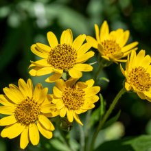 Bergarnika, Arnica montana