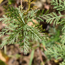 Cola Strauch, Artemisia alba