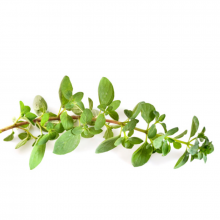 Pizza-Oregano, Origanum...