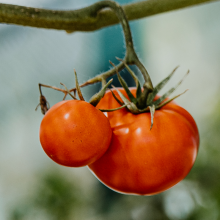 Salattomate Montfavet