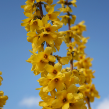 Forsythie, Forsythia x...