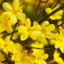 Winterjasmin, Jasminum...