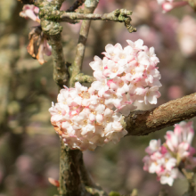 Winter-Schneeball, Viburnum...