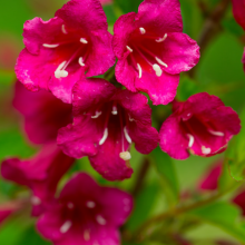 Weigelie, Weigela 'Red Prince'