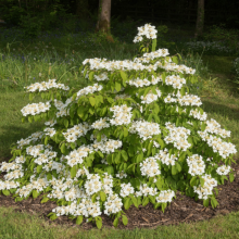 Etagenschneeball, Viburnum...