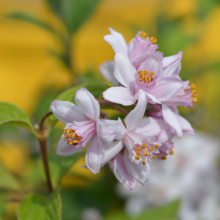 Rosendeutzie,  Deutzia...