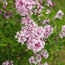 Zwergflieder, Syringa...