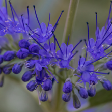 Bartblume, Caryopteris...