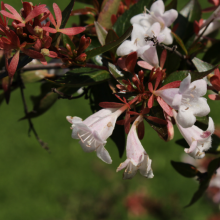 Großblütige Abelie, Abelia...