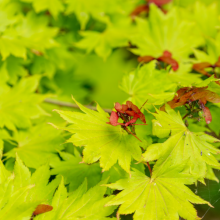 Japan. Goldahorn, Acer...