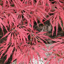 Japan. Schlitzahorn,  Acer...