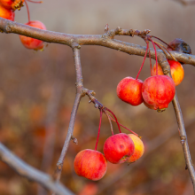 Zierapfel, Malus 'Evereste'