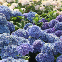 Gartenhortensie, Hydrangea...