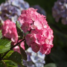 Gartenhortensie, Hydrangea...