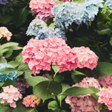 Gartenhortensie, Hydrangea...