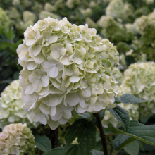 Rispenhortensie, Hydrangea...