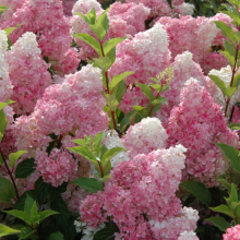 Rispenhortensie,  Hydrangea...