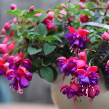 Fuchsien, Fuchsia in Arten...