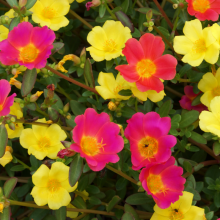 Portulakröschen, Portulaca...