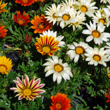 Gazanien, Gazania