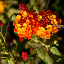 Wandelröschen, Lantana camara