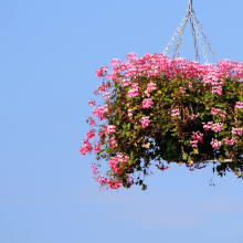 Hänge-Geranie, Pelargonium...