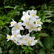 Sommerjasmin, Solanum...