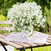 Zauberschnee, Euphorbia...