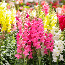 Löwenmaul, Antirrhinum...