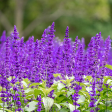 Salvien, Salvia farinacea...