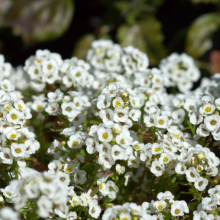 Balkon-Alyssum,  Lobularia...