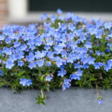 Lobelien, Lobelia erinus