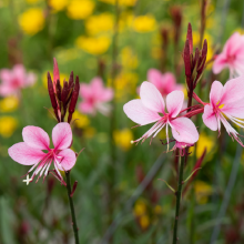 Prachtkerze, Gaura...