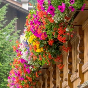 Balkonblumen von Konrath!