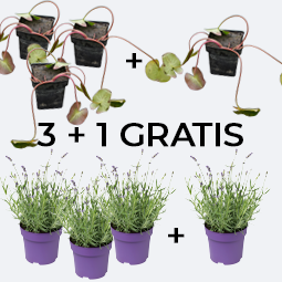 3 + 1 GRATIS Wasserpflanzen und Stauden