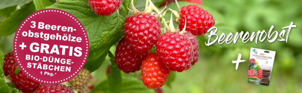 Beeren Aktion