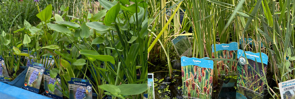 Wasserpflanzen -25%