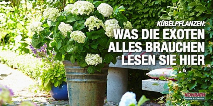 Kübelpflanzen - das gewisse Etwas