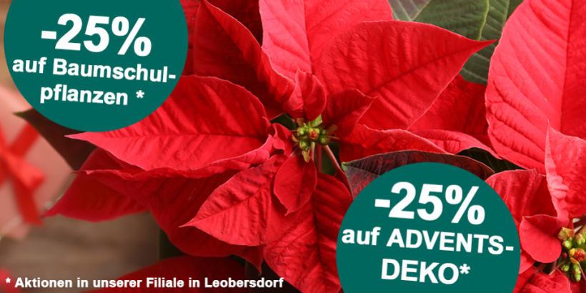 Weihnachts-AKTIONEN in Leobersdorf 